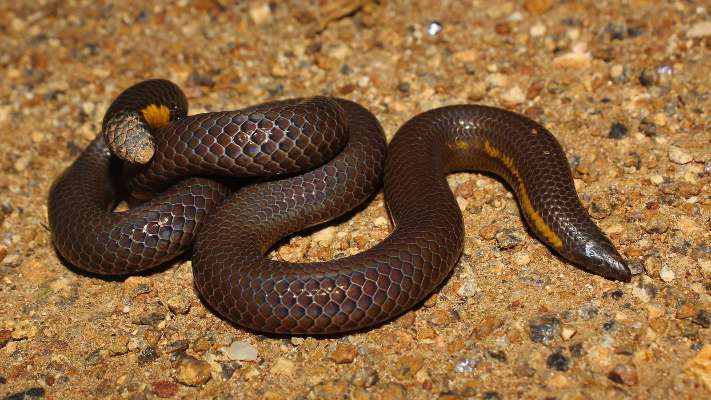 Scientists discover a new species of shieldtail snake in the Western Ghats