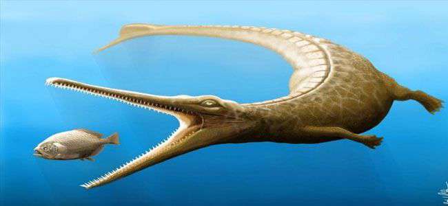Jurassic fossil shows missing link in crocodile family tree