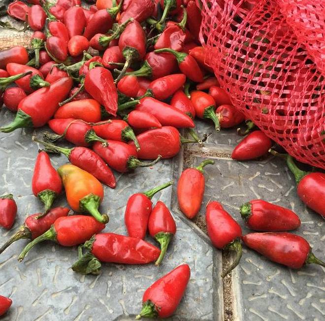 Why red chillies are important in every family meal