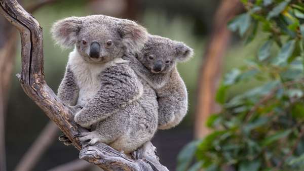 Australian Koalas Could Go Extinct By 2050