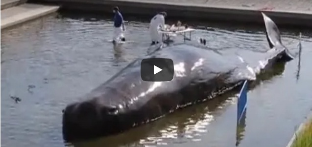 Beached sperm whale sculpture spotted in the middle of river in Madrid