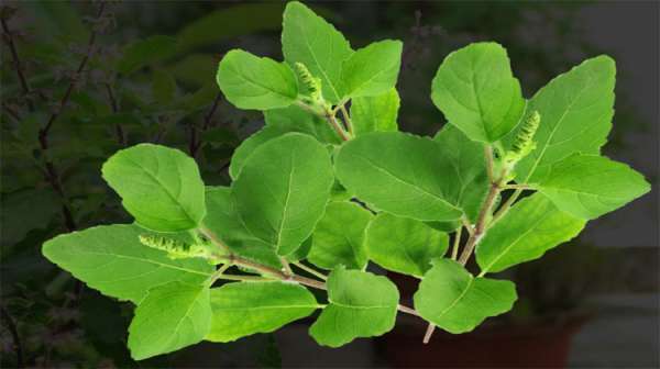Tulasi Can Prevent Respiratory Infections