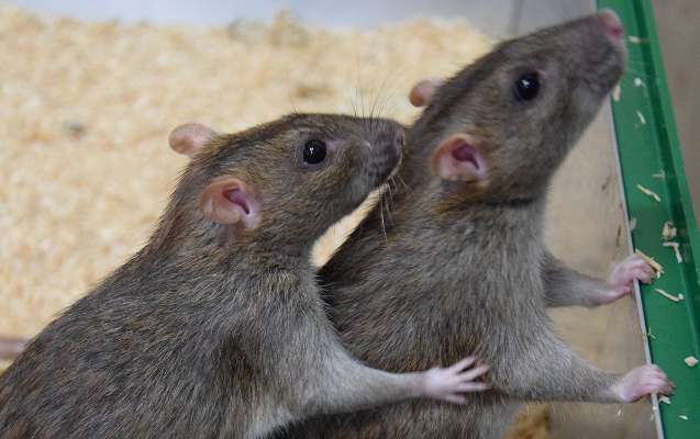 World’s first human case of rat disease found in Hong Kong