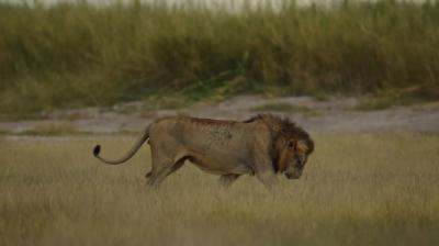 22-yr-old worker killed by lion at North Carolina wildlife sanctuary